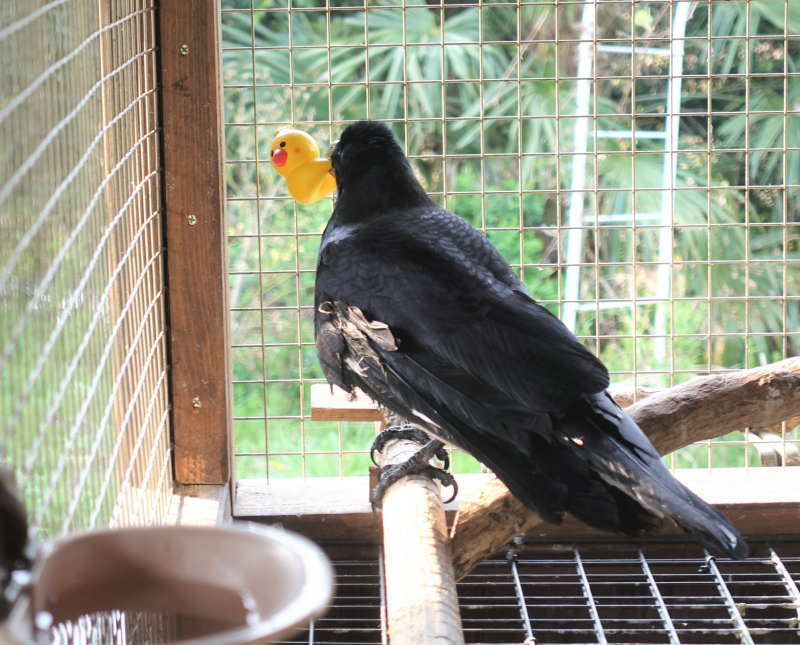 ヒヨコのおもちゃ