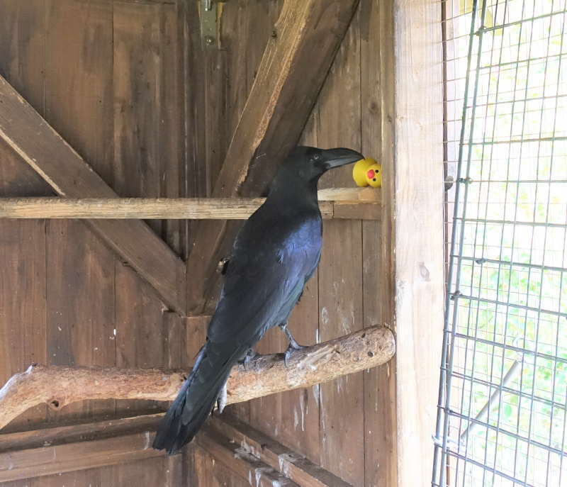 ヒヨコのおもちゃ