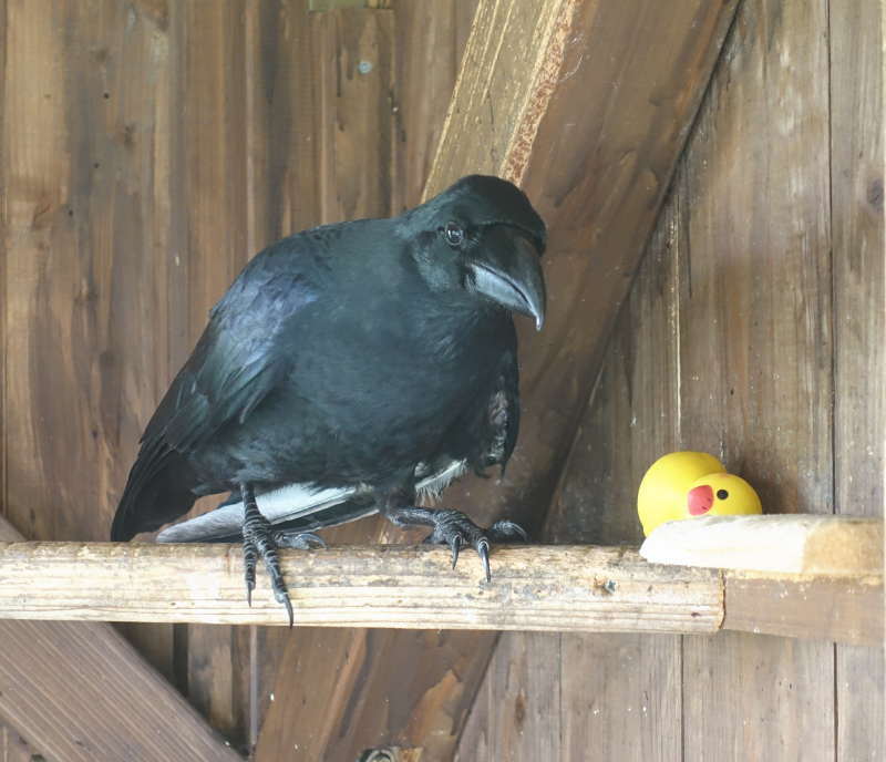 ヒヨコのおもちゃ