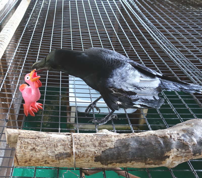 ダチョウのおもちゃ