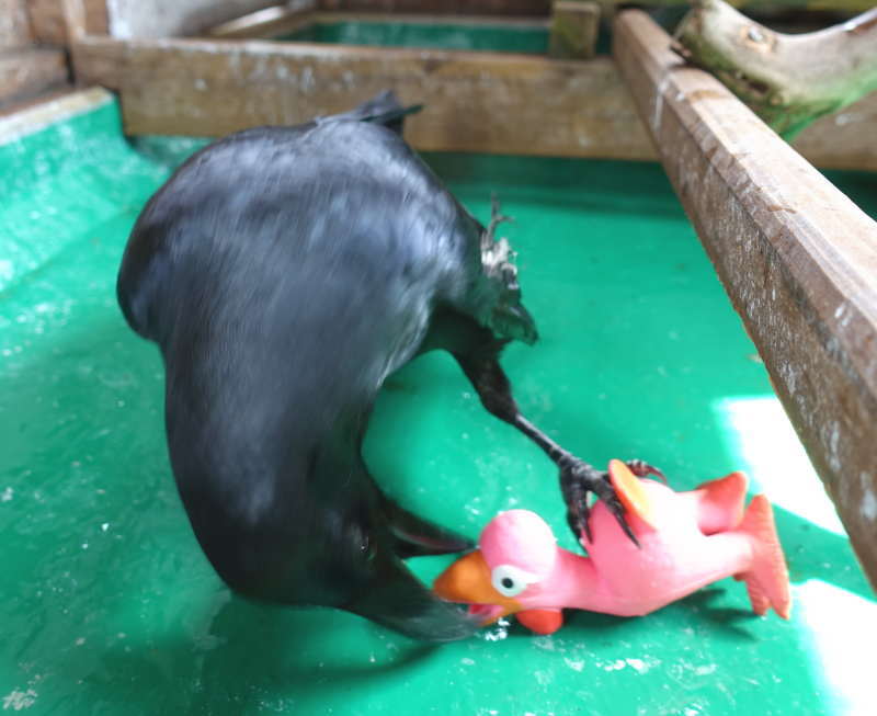 ダチョウのおもちゃ