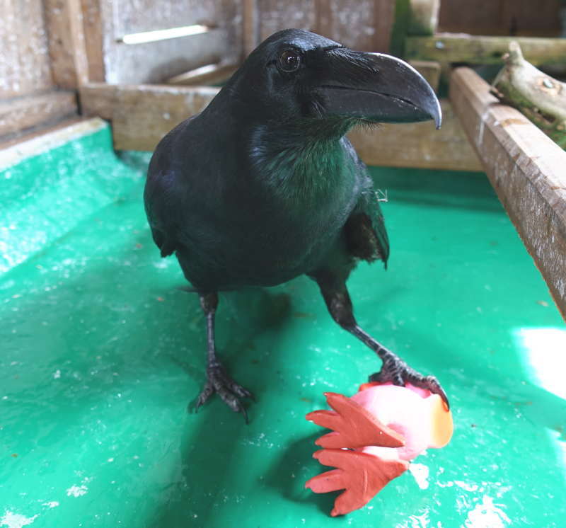 ダチョウのおもちゃ