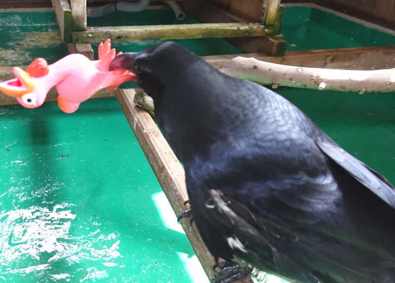 ダチョウのおもちゃ