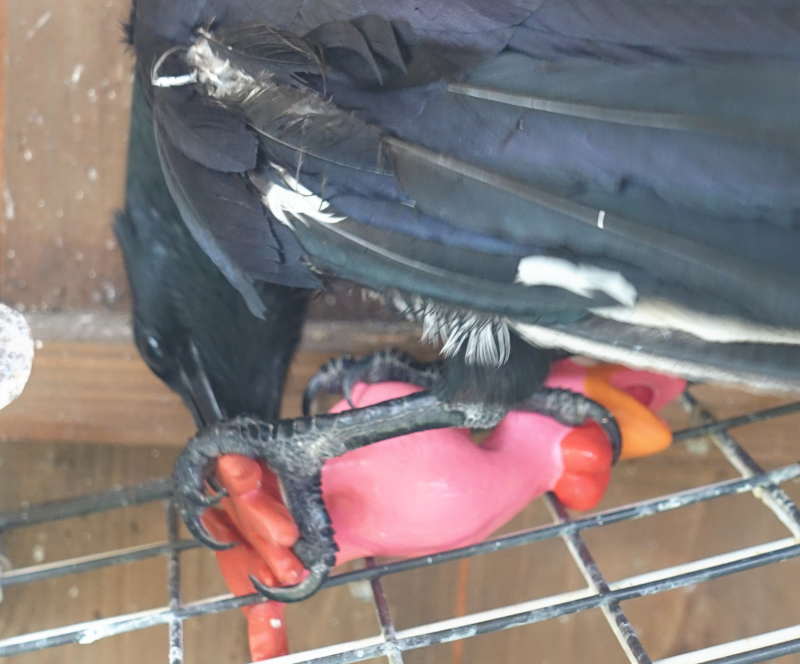 ダチョウのおもちゃ