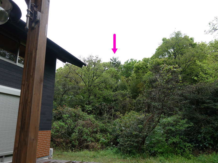 カラスの巣に飛ばすドローン