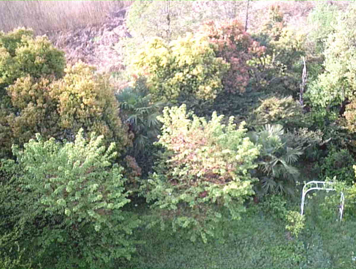 カラスの巣に飛ばすドローン