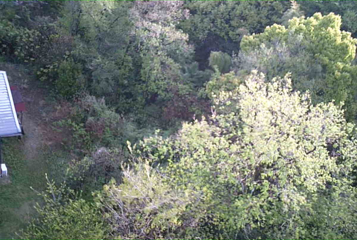 カラスの巣に飛ばすドローン