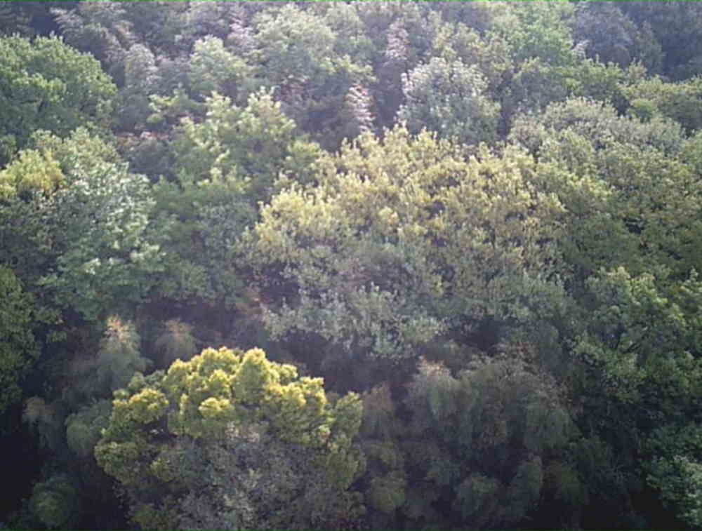 カラスの巣に飛ばすドローン