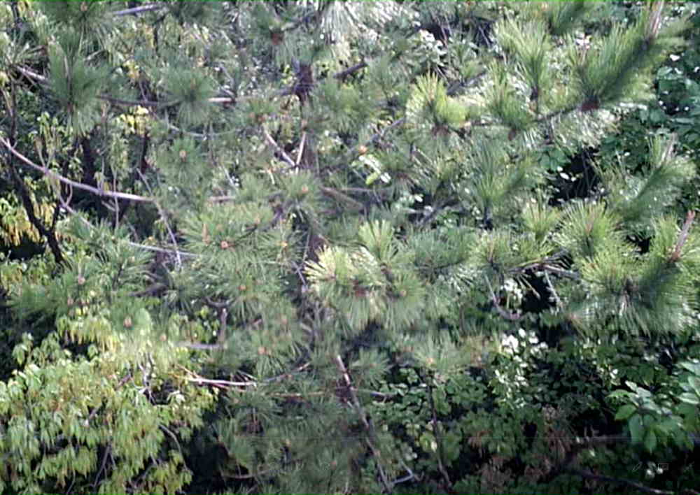 カラスの巣に飛ばすドローン