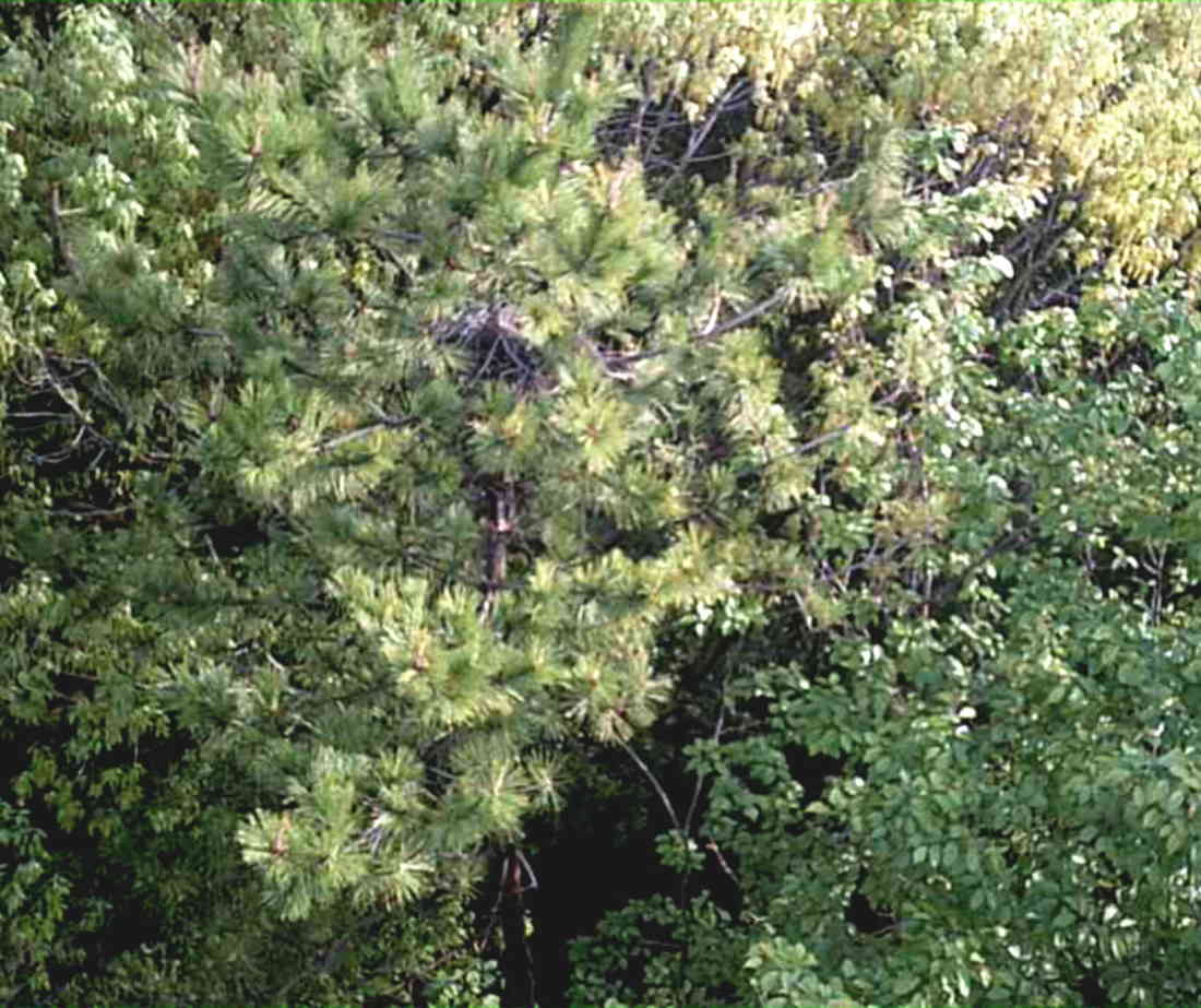 カラスの巣に飛ばすドローン