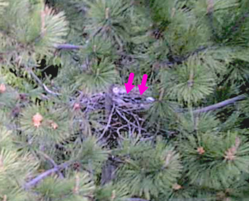 カラスの巣に飛ばすドローン