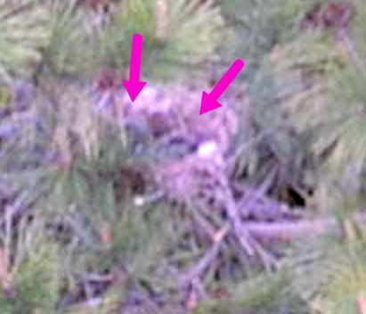 カラスの巣に飛ばすドローン