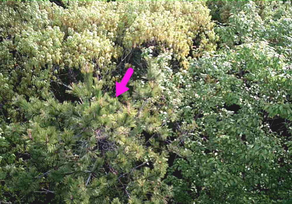 カラスの巣に飛ばすドローン