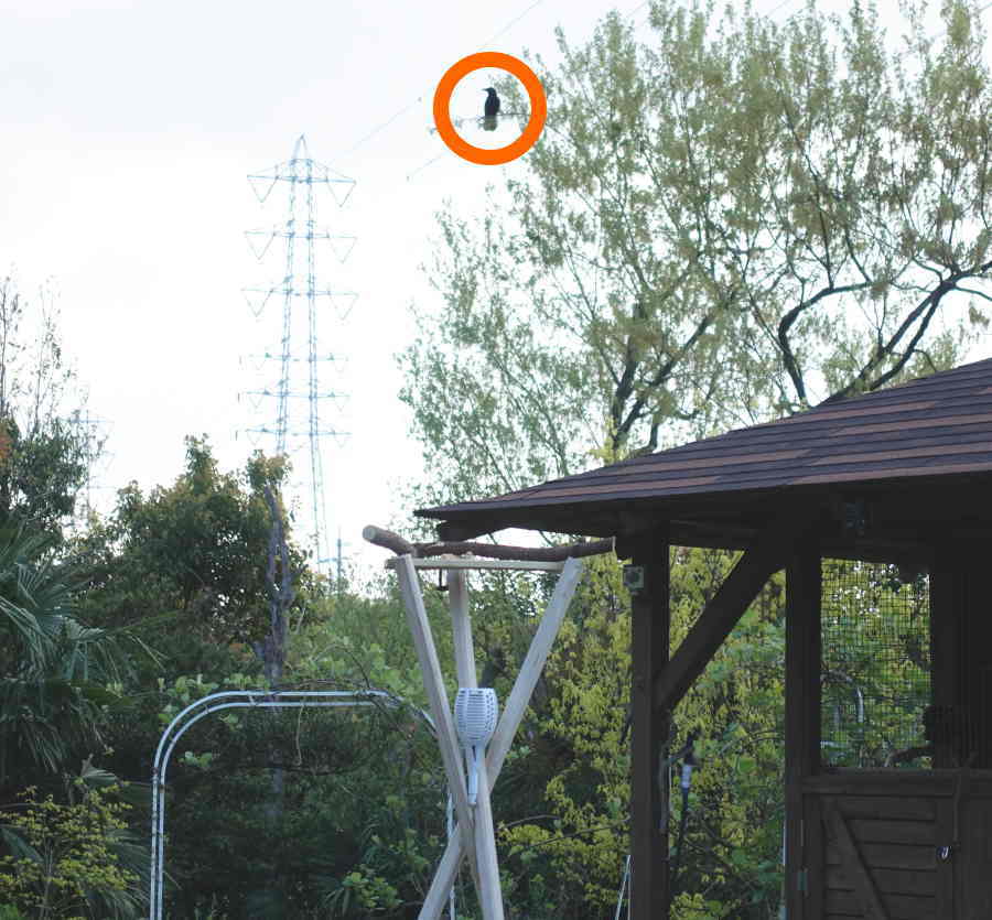 カラスのエサ台