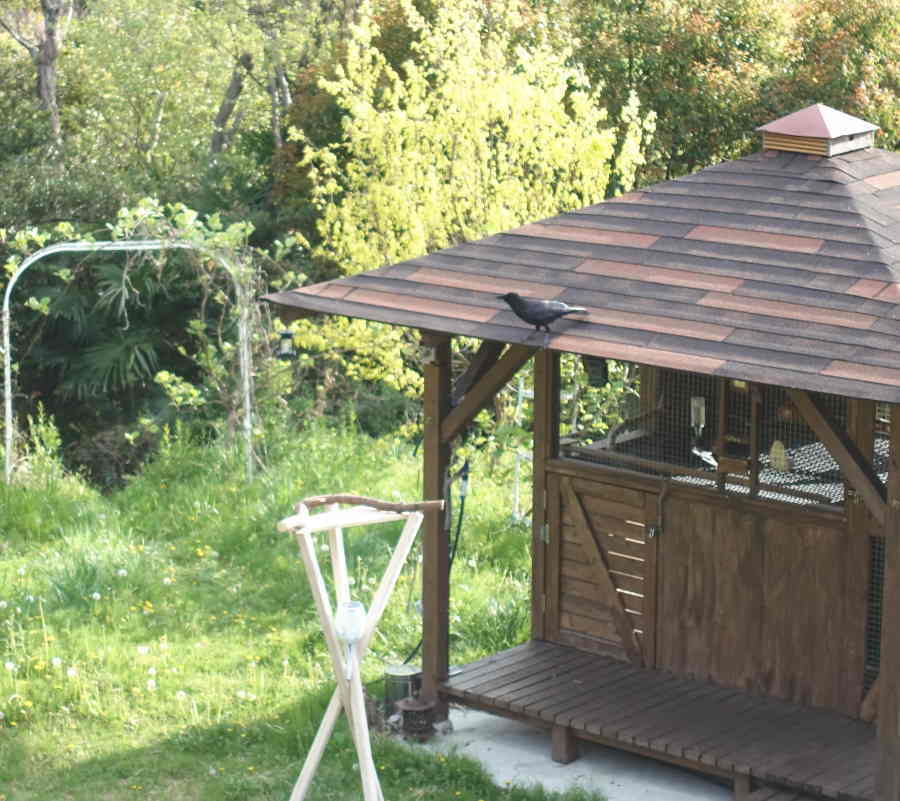 カラスのエサ台