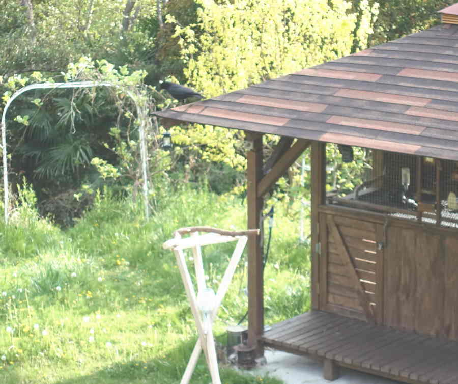 カラスのエサ台