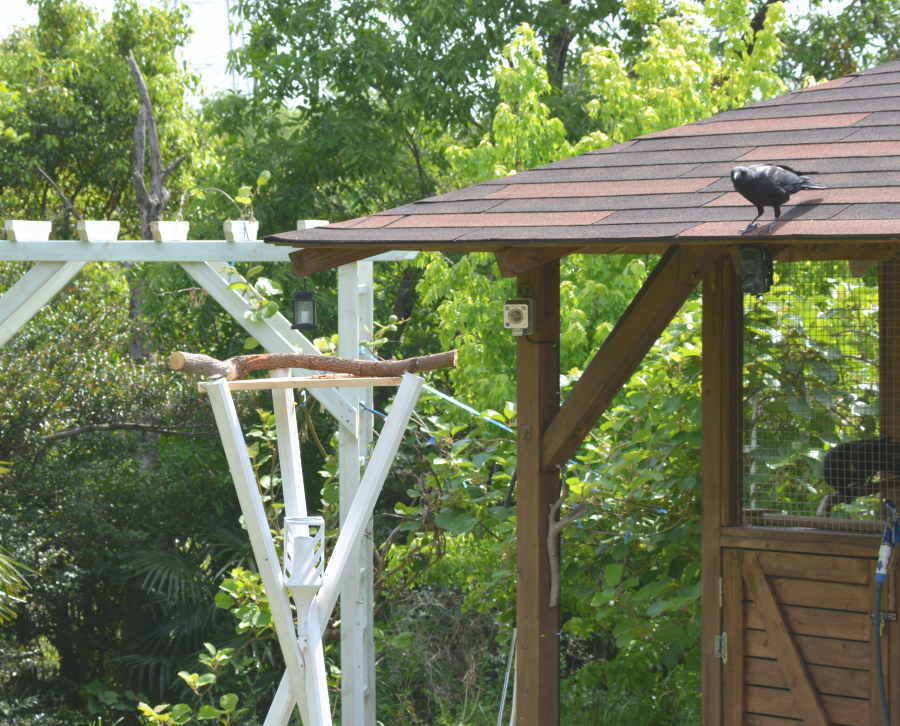 カラスのエサ台