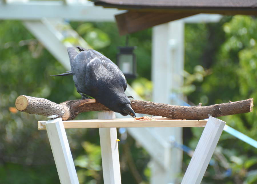 カラスのエサ台