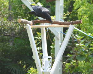 カラスのエサ台