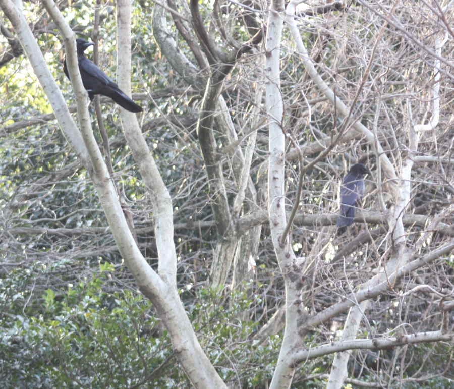 ハシボソガラスの夫婦