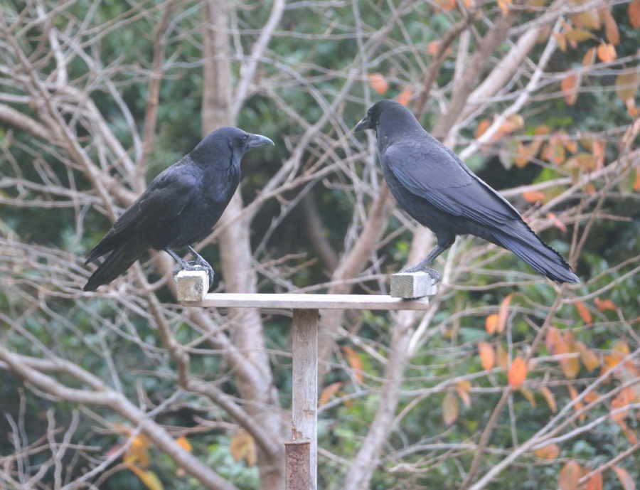 カラスのエサ台