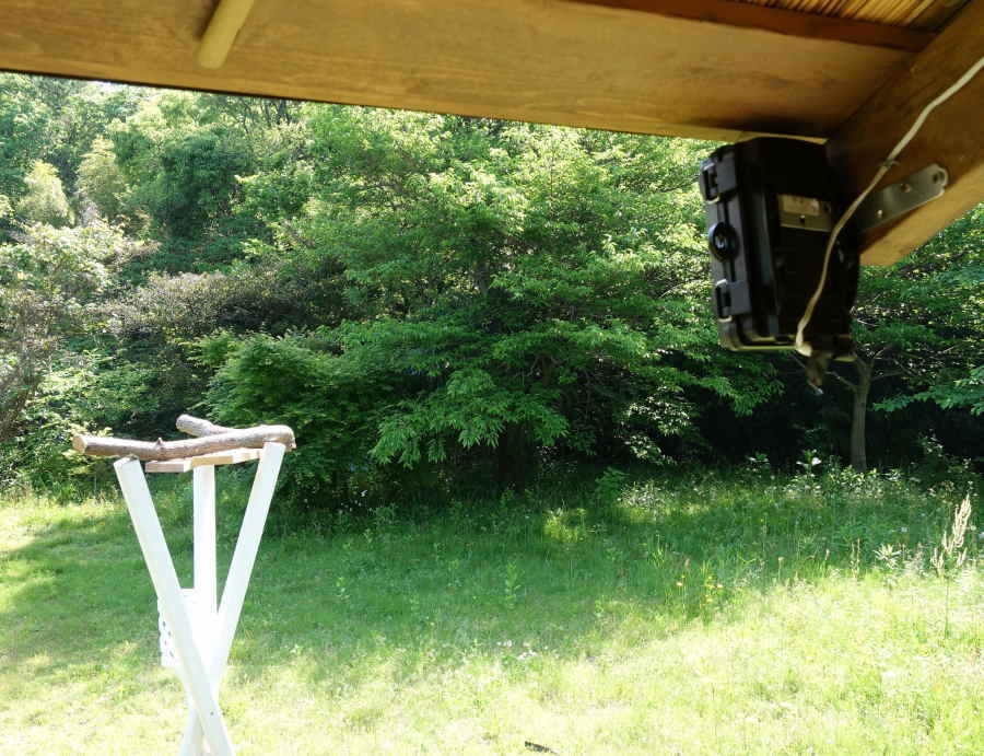 カラスのエサ台