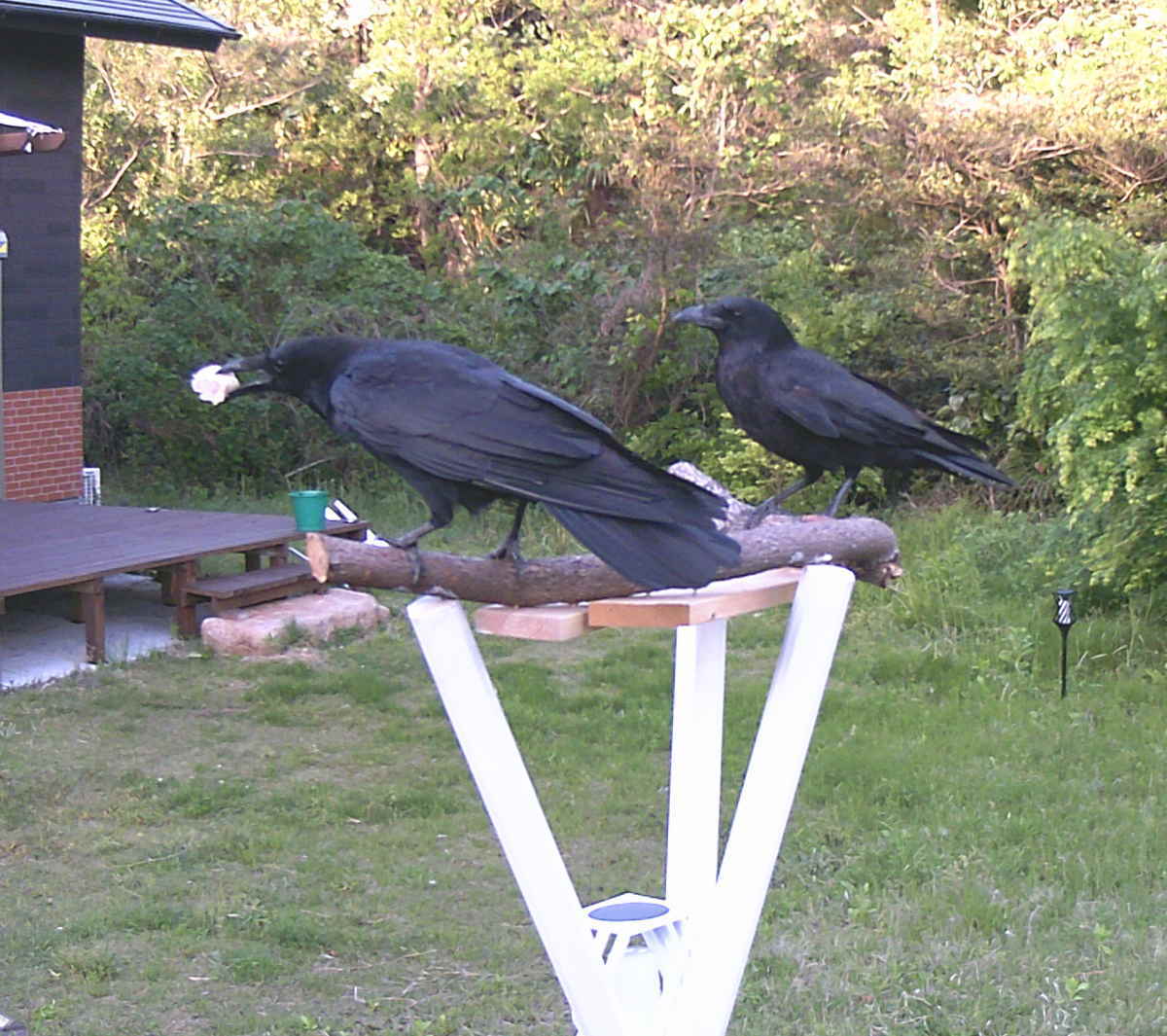 カラスのエサ台