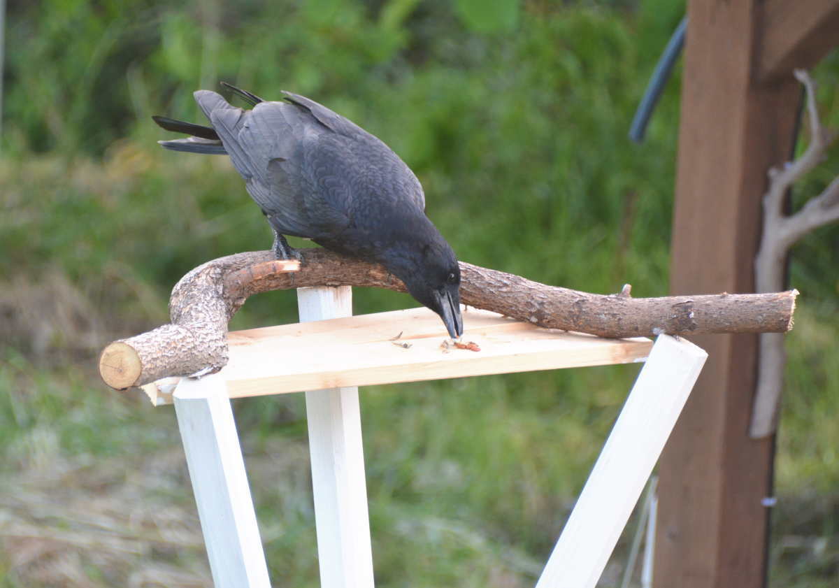 カラスのエサ台