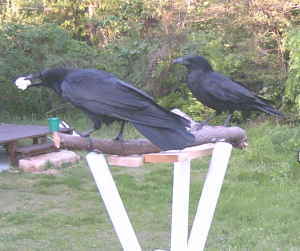 ハシボソカラス