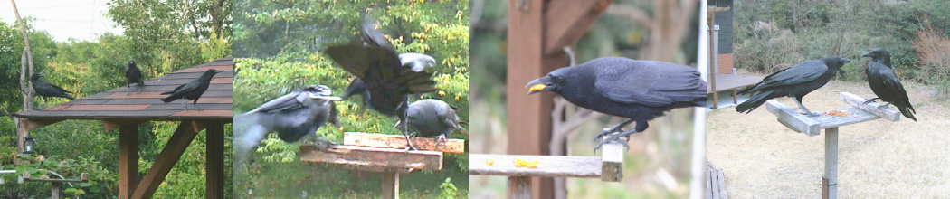 カラスのエサ台