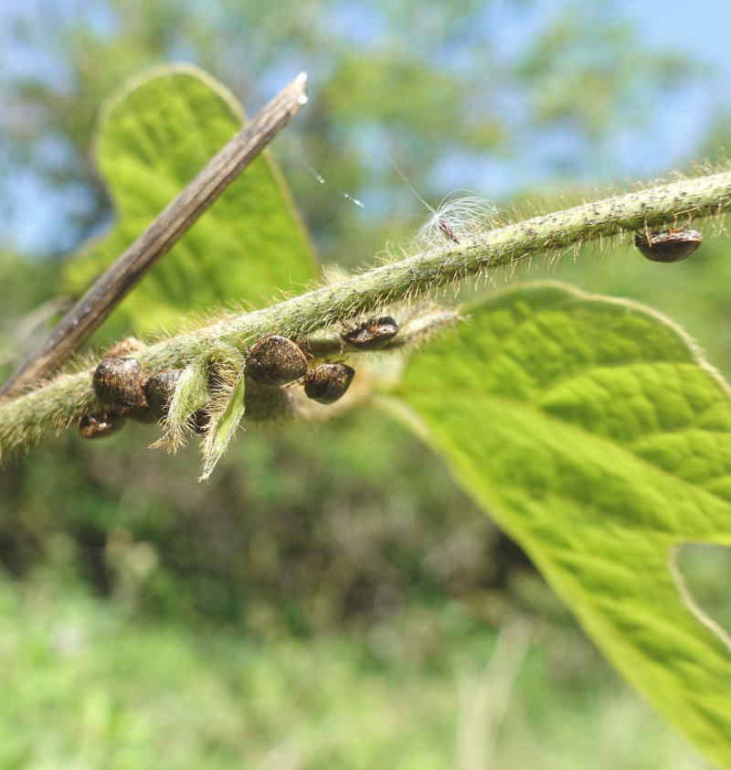 クズに群がるマルカメムシ