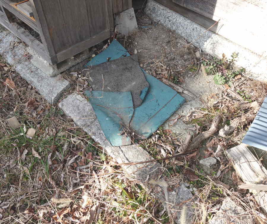 冬眠中のカメムシ