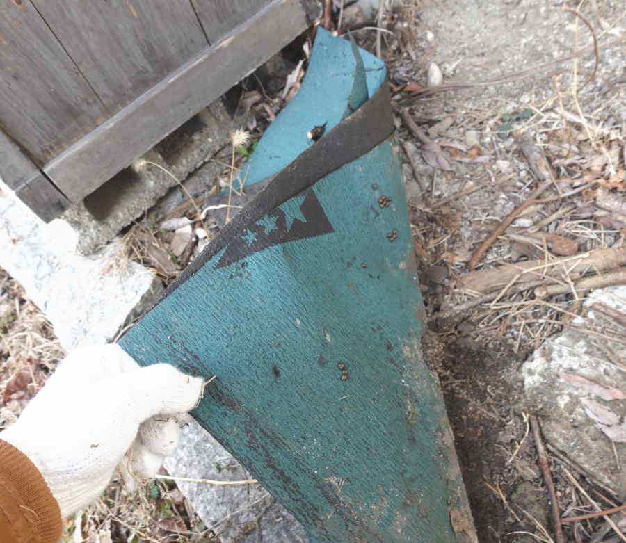 冬眠中のカメムシ