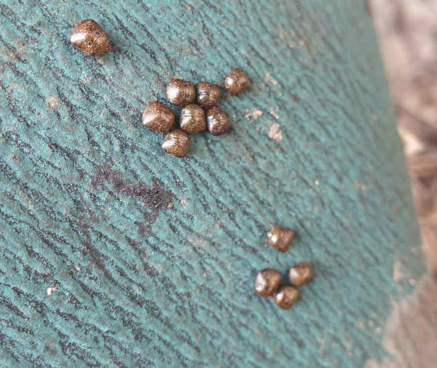 冬眠中のカメムシ