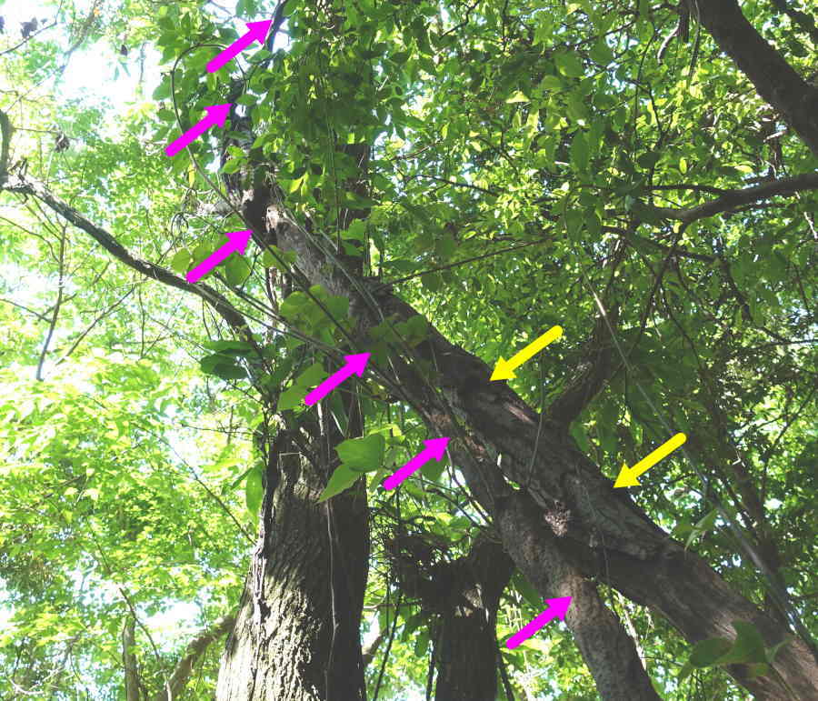 クズに覆われた森