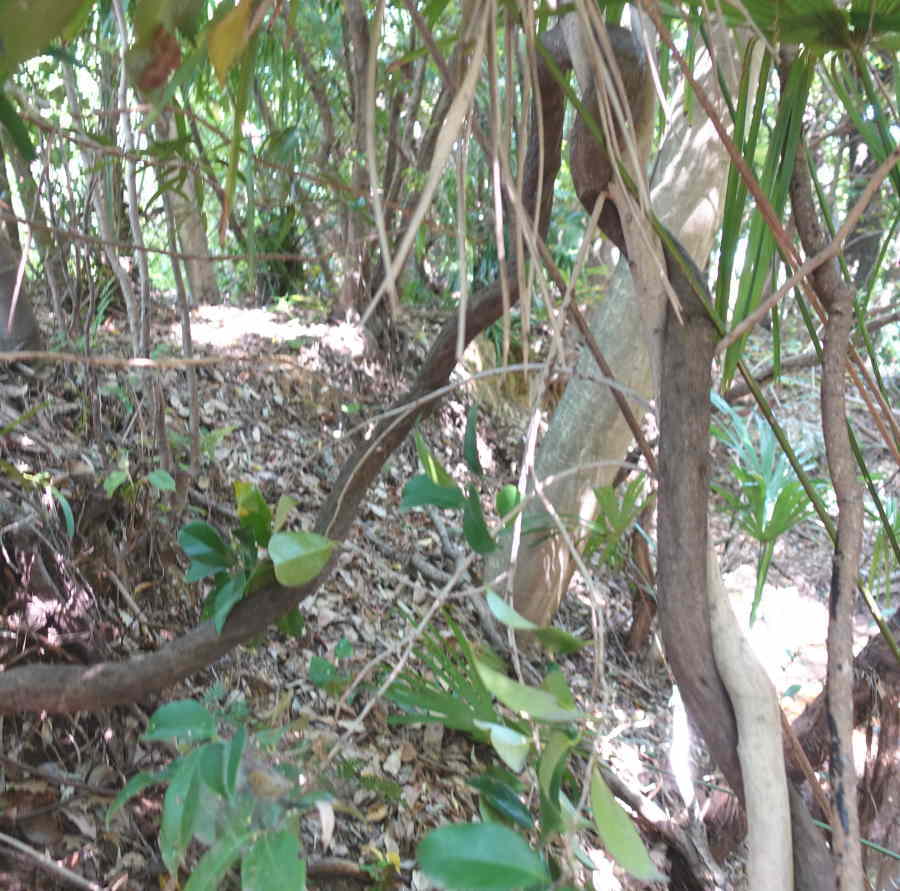 クズに覆われた森