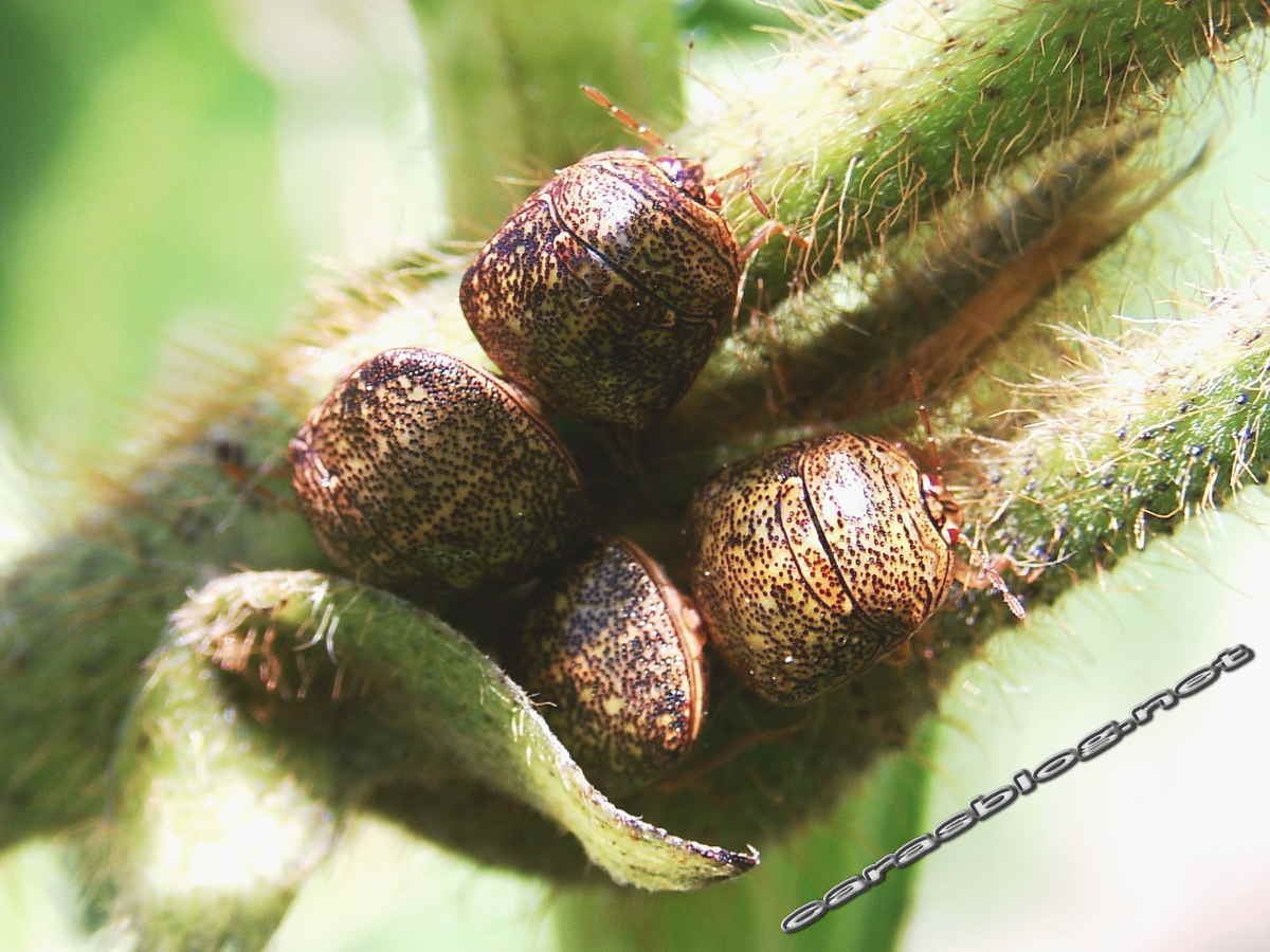 クズに群がるマルカメムシ