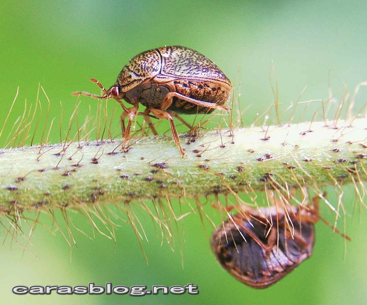 クズに群がるマルカメムシ
