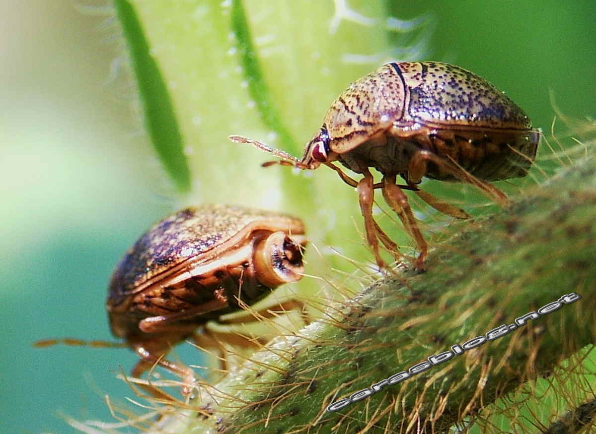 クズに群がるマルカメムシ