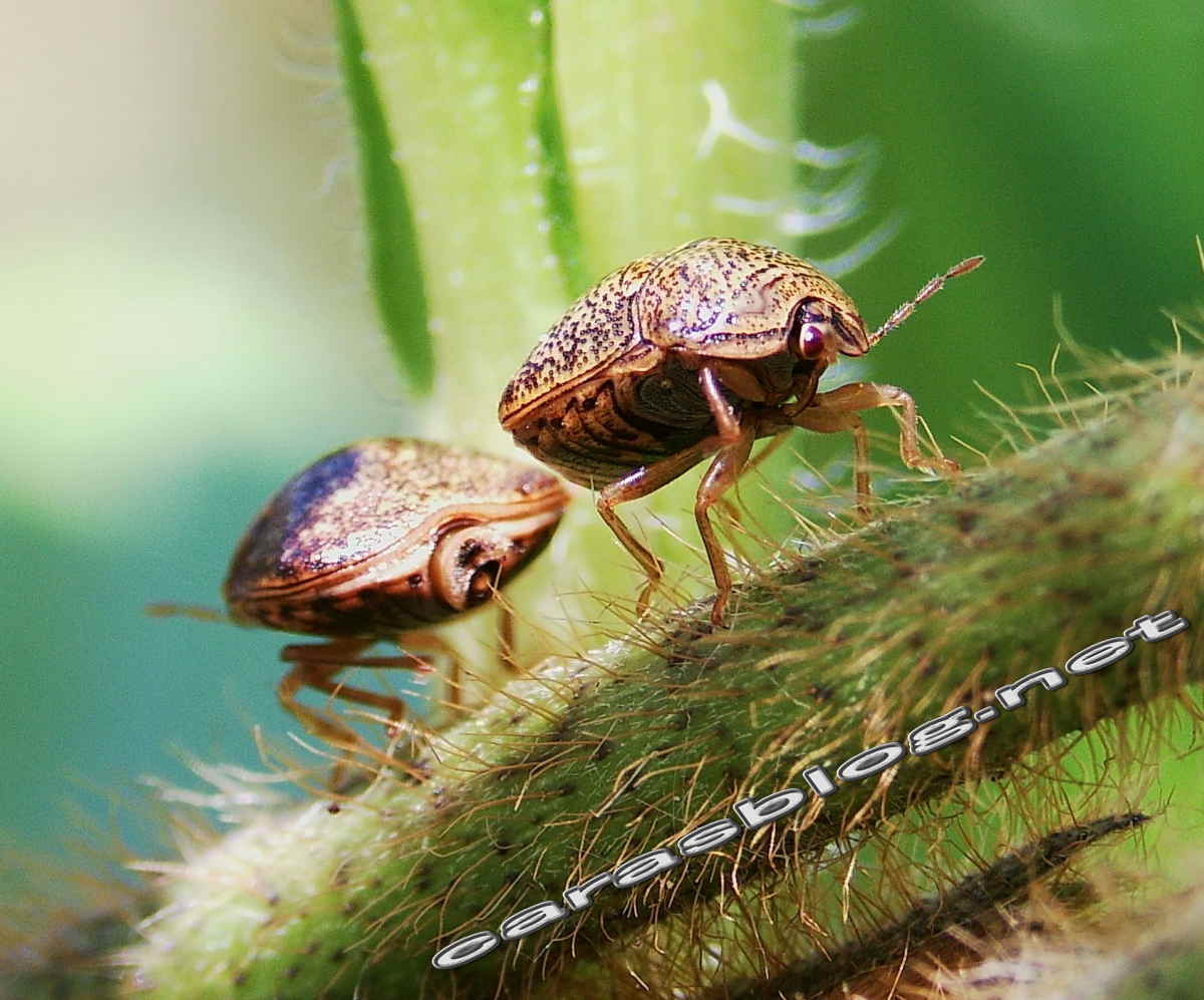 クズに群がるマルカメムシ