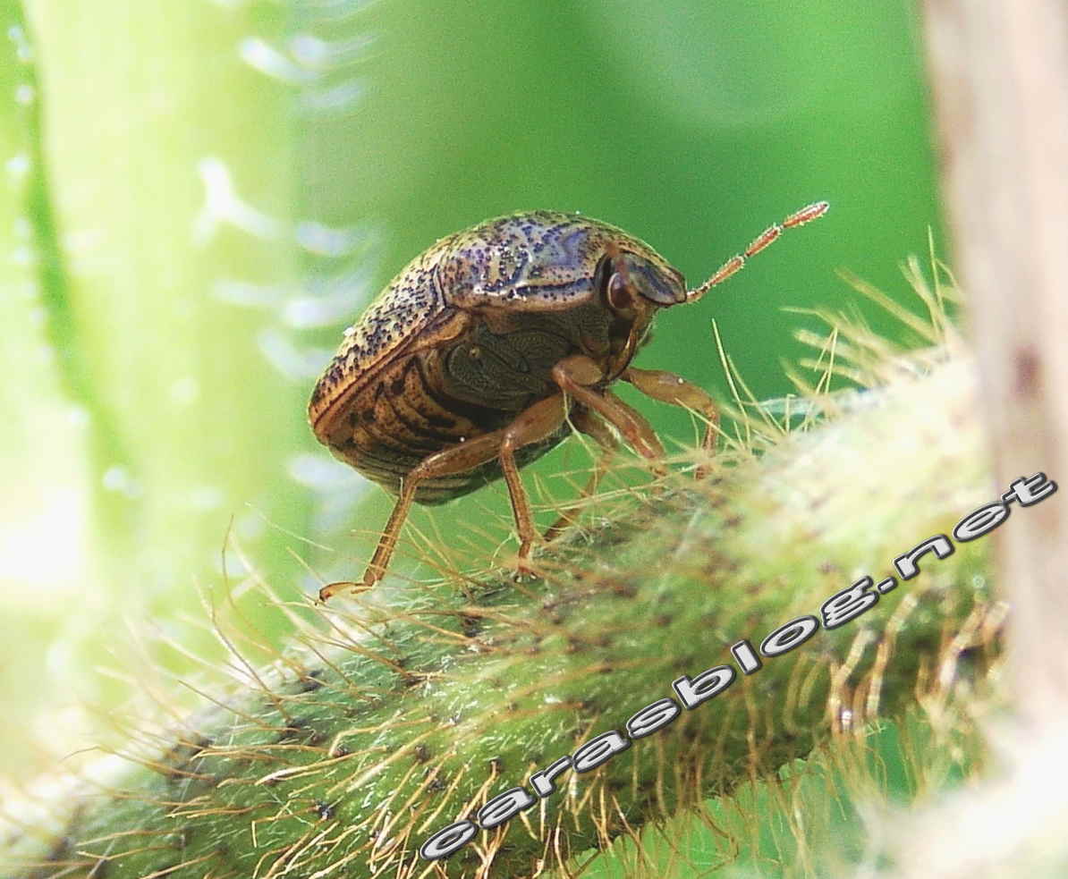 クズに群がるマルカメムシ