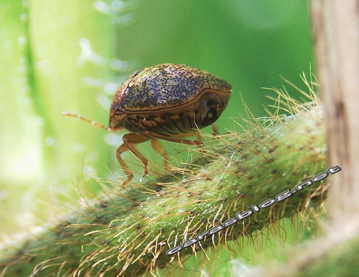 クズに群がるマルカメムシ