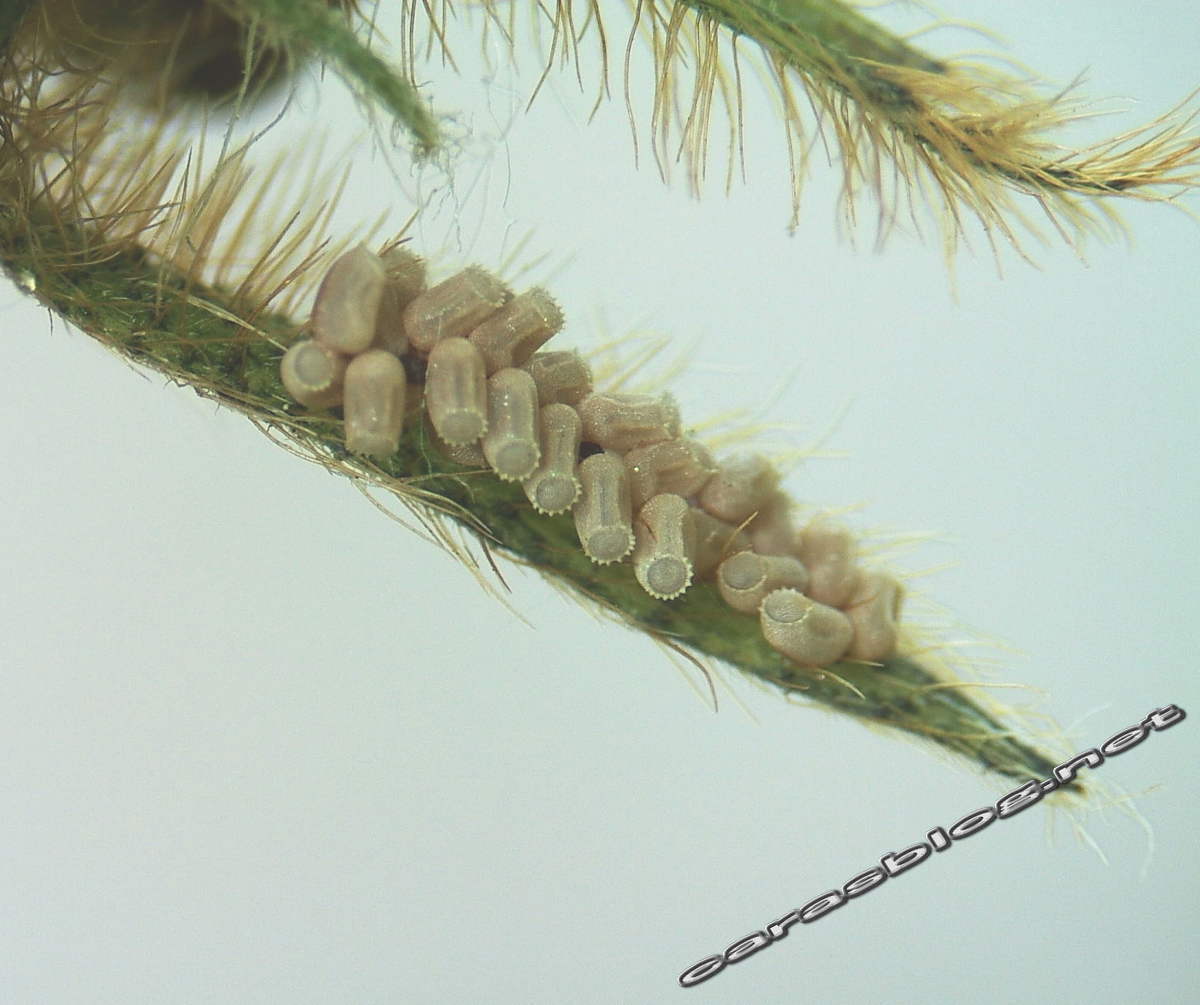 マルカメムシの卵