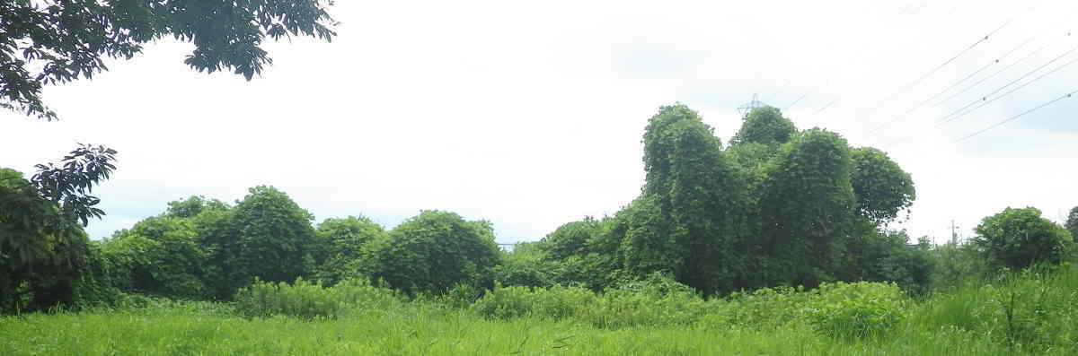 クズに覆われた森