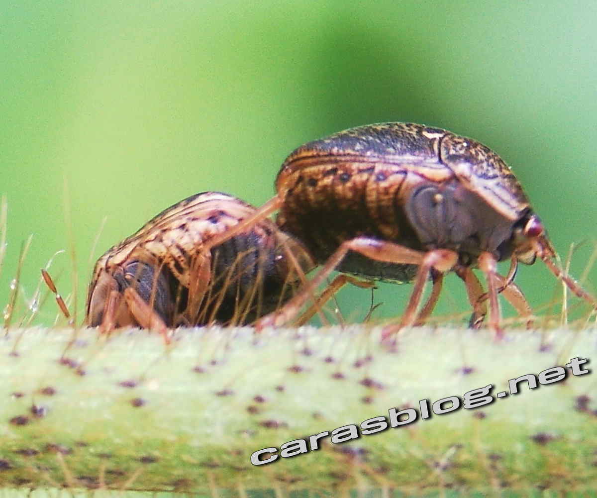 マルカメムシの交尾