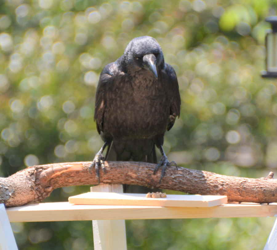 エサ台のハシボソガラス