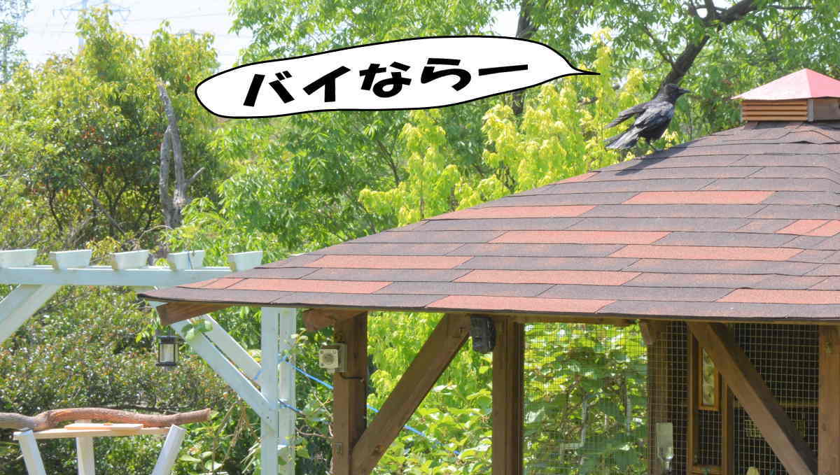 エサ台のハシボソガラス