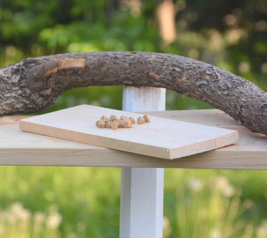 エサ台のハシボソガラス