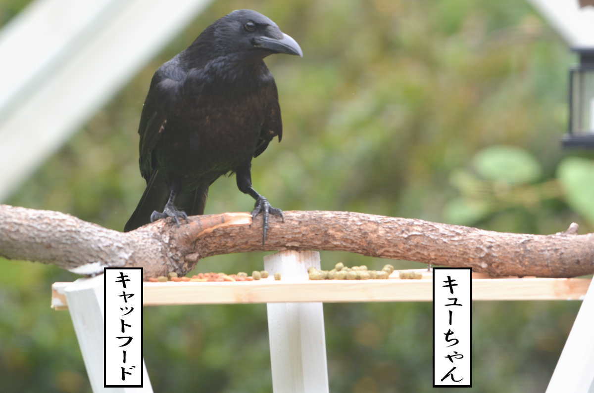 エサ台のハシボソガラス