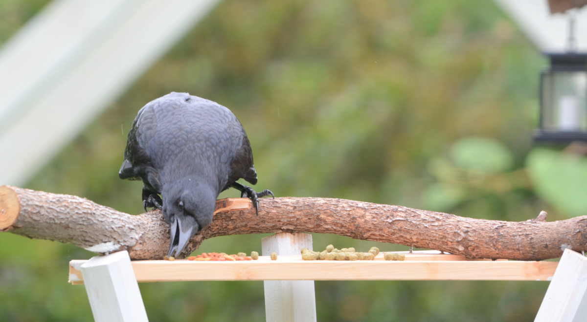 エサ台のハシボソガラス